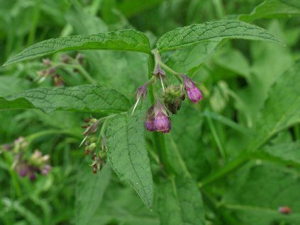 Kostival lékařský - Symphytum officinalis  Symphytum officinale