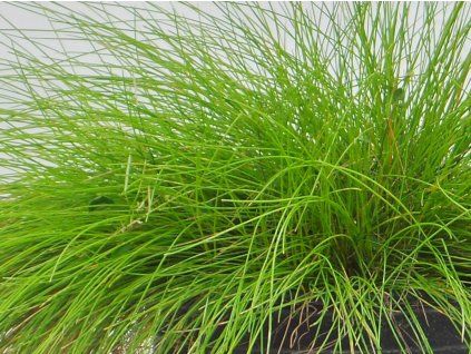Kostřava 'Golden Toupee' - Festuca 'Golden Toupee'  Festuca 'Golden Toupee'