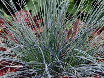Kostřava sivá 'Azurit' - Festuca glauca 'Azurit'  Festuca glauca 'Azurit'