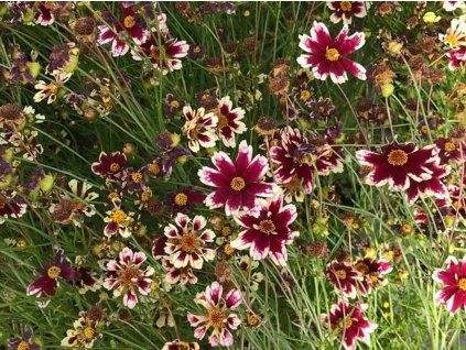 Krásnoočko velkokvěté 'Ruby Frost' - Coreopsis grandiflora 'Ruby Frost'  Coreopsis grandiflora 'Ruby Frost'