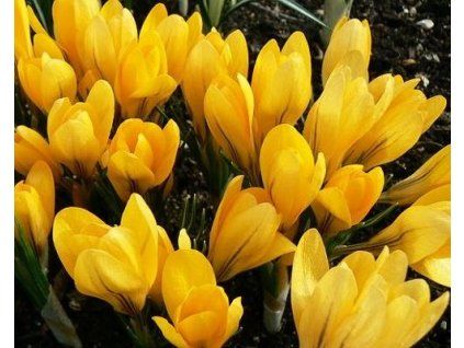 47142 1 krokus yellow mammouth 10 ks
