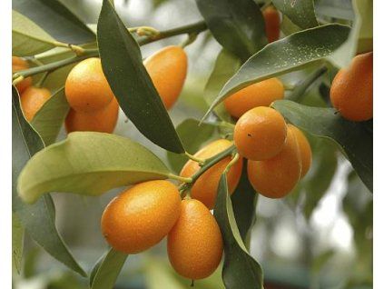 Kumquat 'Margarita' (Balen� kontejner p18)
