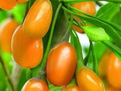 Kustovnice 'Amber Sweet Goji'  Lycium barbarum 'Amber Sweet Goji'