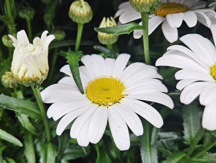 Leucanthemum 'Western Star Leo'  Leucanthemum maximum 'Western Star Leo'