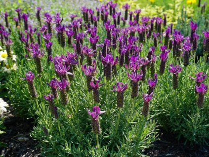 Levandule korunkatá  Lavandula stoechas
