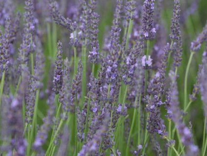 Levandule prostřední 'Pure Platinum' - Lavandula intermedia 'Pure Platinum'  Lavandula intermedia 'Pure Platinum'