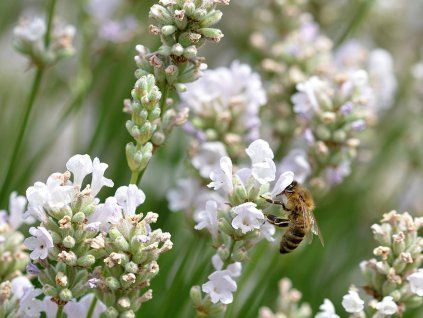 Levandule úzkolistá 'Alba' - Lavandula angustifolia  'Alba'  Lavandula angustifolia 'Alba'