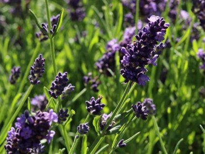 lavendel ellagance purple m075864 w 4