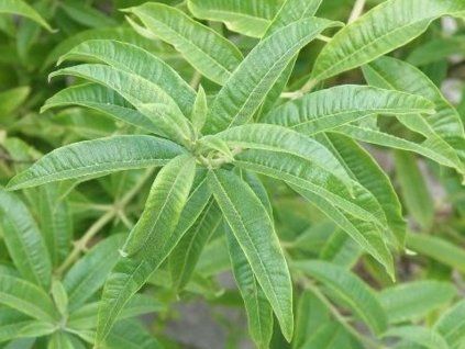 Lipie citronová  Lippia citriodora