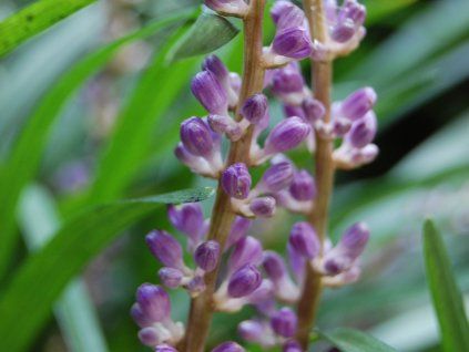 Liriope 'Big Blue' - Liriope muscari 'Big Blue'  Liriope muscari 'Big Blue'