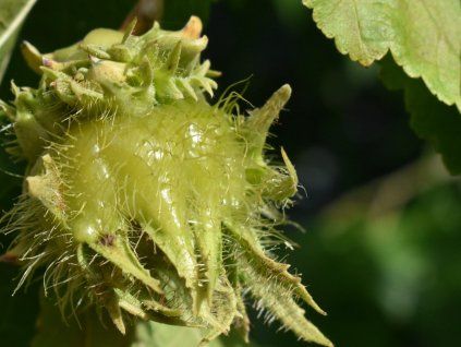 Líska turecká  Corylus colurna