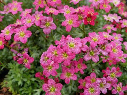 Lomikámen Arendsův 'Carpet Purple' - Saxifraga x arendsii 'Carpet Purple'  Saxifraga x arendsii 'Carpet Purple'
