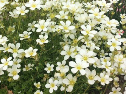 49878 lomikamen arendsuv carpet white saxifraga x arendsii carpet white