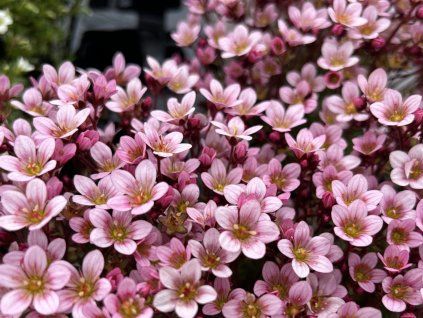 Lomikámen Arendsův 'Pixie Pan Appleblossom' - Saxifraga x arendsii 'Pixie Pan Appleblossom'  Saxifraga x arendsii 'Pixie Pan Appleblossom'