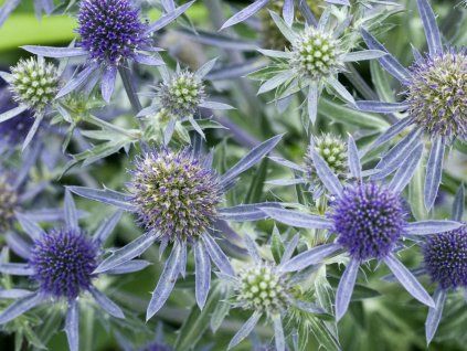 blue hobit
