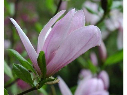 Magnolie �Pinkie� (Balen� kontejner, Tvar ke�/strom)