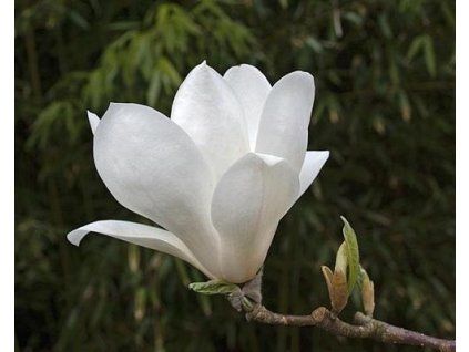 50457 1 magnolie lennei alba