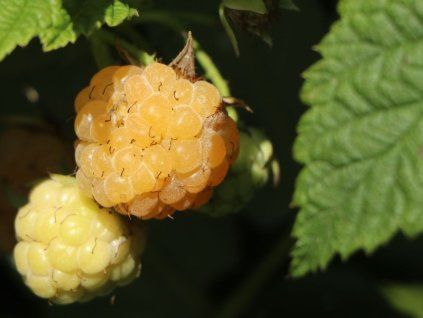 Maliník 'Golden Everest'- remontantní  Rubus idaeus 'Golden Everest'