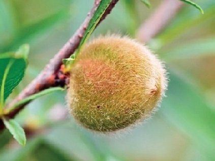 Mandloň 'Zora'  Prunus amygdalus 'Zora'