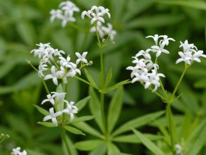 Mařinka vonná (Galium) - Asperula odorata (Galium)  Asperula odorata (Galium)