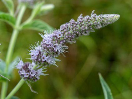 Máta dlouholistá - Mentha longifolia  Mentha longifolia