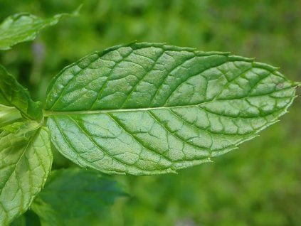 50853 mata klasnata mentha spicata