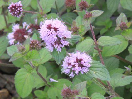 Máta vodní - Mentha aquatica  Mentha aquatica