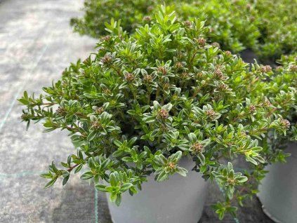 thymus serphylum
