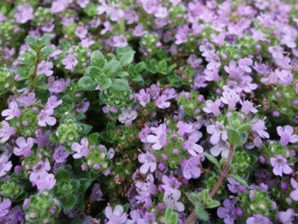 Mateřídouška úzkolistá 'Elfin' - Thymus serpyllum 'Elfin'  Thymus serpyllum 'Elfin'