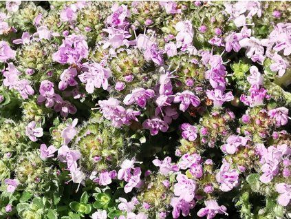 Mateřídouška x hybr 'Rasta'  Thymus serpyllum 'Rasta'