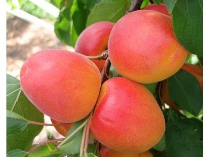 Meruňka 'Anegat®'  Prunus armeniaca 'Anegat'