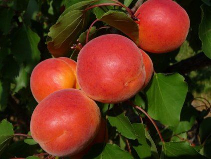 Meruňka 'Bergarouge Aramis' (Balení prostokořenný stromek, Podnož myrobalán)