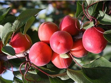 Meruňka 'Betinka'  Prunus armeniaca 'Betinka'