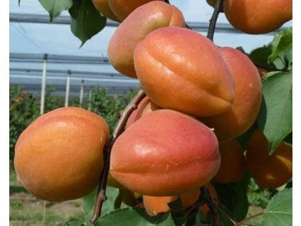Meruňka 'Faralia'  Prunus armeniaca 'Faralia'