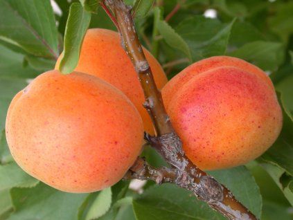 Meruňka zakrslá 'Garden Aprigold'  Prunus armeniaca ´Garden Aprigold´