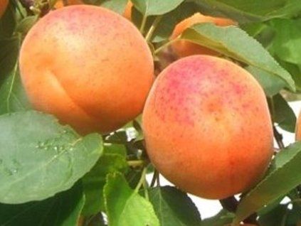 hardy orange 2