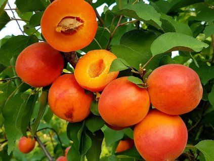 Meruňka 'Harostar'  Prunus armeniaca 'Harostar'