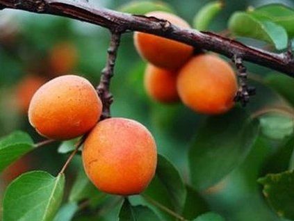 Meruňka 'Heja'  Prunus armeniaca 'Heja'