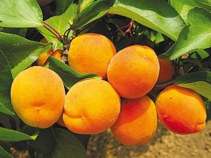Meruňka 'Lerosa'  Prunus armeniaca 'Lerosa'