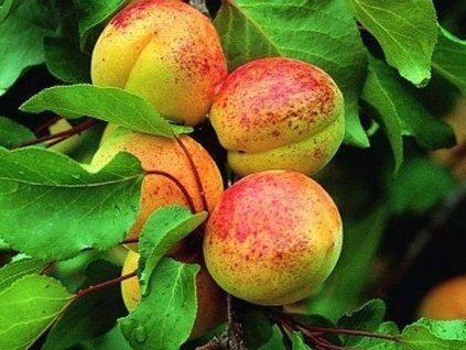 Meruňka 'Luizet'  Prunus armeniaca 'Luizet'