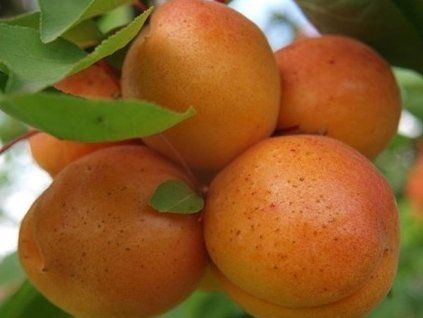 Meruňka 'Maďarská'  Prunus armeniaca 'Maďarská'