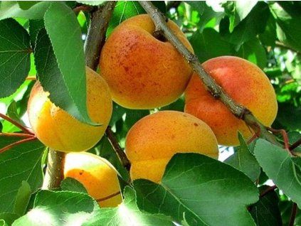 Meruňka 'Marlen'  Prunus armeniaca 'Marlen'