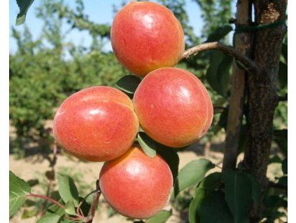 Meruňka 'Orange Rubis'  Prunus armeniaca 'Orange Rubis'