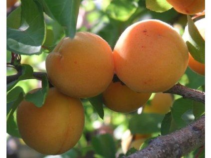 Meruňka 'Roxana'  Prunus armeniaca 'Roxana'
