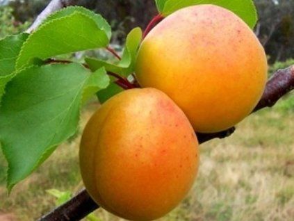 Meruňka 'Strepet'  Prunus armeniaca 'Strepet'