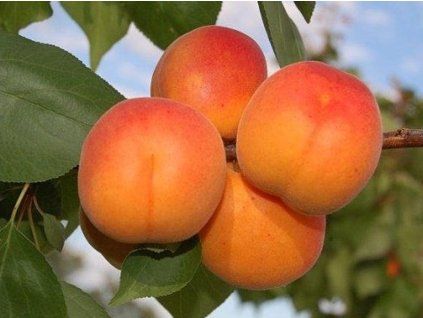 Meruňka 'Sylvercot® '  Prunus armeniaca 'Sylvercot'