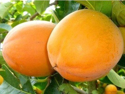 Meruňka 'Veecot'  Prunus armeniaca 'Veecot'