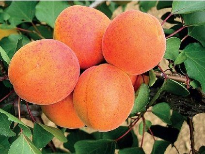 Meruňka 'Veselka'  Prunus armeniaca 'Veselka'