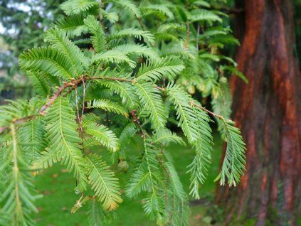 metasequoia glyptostroboides tree p424 12636 image