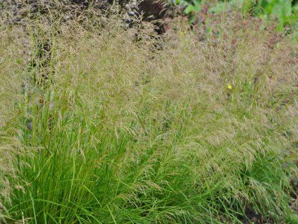 Metlice trsnatá 'Goldtau' - Deschampsia caespitosa 'Goldtau'  Deschampsia caespitosa 'Goldtau'